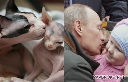 Kopasz macska vs Putyin