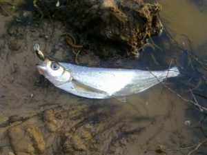 Ragályos sabrefish bombardu-, hogyan kell helyesen használni Bombardier videó felülvizsgálat (amikor fogás sabrefish) Ragályos sabrefish bombardu-, hogyan kell helyesen használni Bombardier videó felülvizsgálat