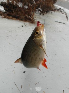 Catching roach în timpul iernii pe mormyshku și pe tija de pescuit plutitor