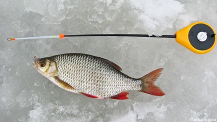 Ragályos csótány téli felszerelés téli halászat a csótány