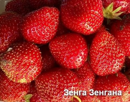 Cele mai bune căpșuni - culturi de boabe