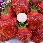 Cele mai bune căpșuni - culturi de boabe