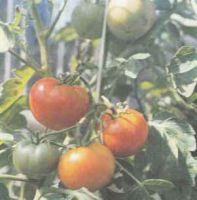 Кращі сорти томатів, гібриди томатів