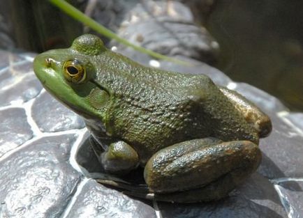 Frog taur sau val de broască (lat