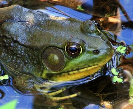 Frog taur sau val de broască (lat