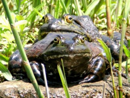 Frog taur sau val de broască (lat