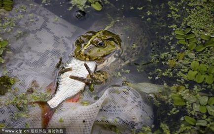 Un taur de broască este o sursă de bună dispoziție