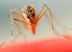 Malaria - simptome