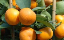 Mandarin - îngrijire la domiciliu, boli și dăunători, cele mai bune note