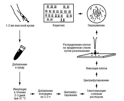 Metoda de cultivare a celulelor și țesuturilor - stadopedia