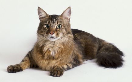 Maine Coon - râs sau pisică Vasya - totul despre pisici