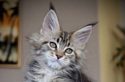 Maine Coon - râs sau pisică Vasya - totul despre pisici