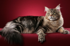 Мейн-кун - загадкова кішка або домашня рись
