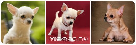 Mini Chihuahua caracteristici, caracteristici, îngrijire (fotografie)