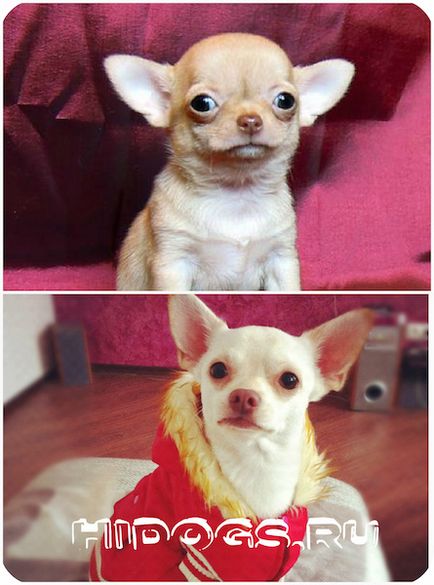 Mini Chihuahua caracteristici, caracteristici, îngrijire (fotografie)