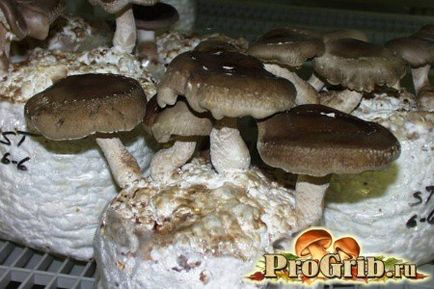 Producerea și cultivarea mielului shiitake