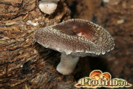 Producerea și cultivarea mielului shiitake