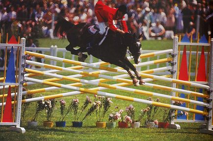 Думка олімпійського чемпіона як вибрати ідеальну конкурного кінь - кінно-спортивний клуб - шостка