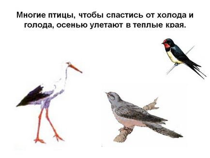 Багато птахів, щоб врятуватися від холоду і голоду, восени відлітають в - презентація 89739-10