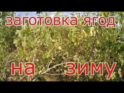 Чи можна заморожувати червону смородину і заморожують чи з гілочками