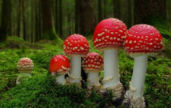 Amanita - használja a népi gyógyászatban!