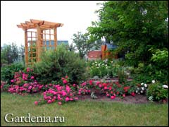 Trandafiri fiabile în grădina Siberiană