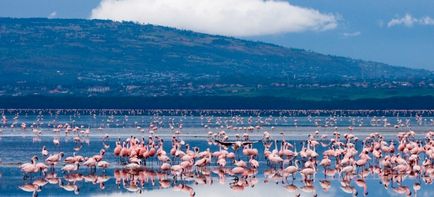 Nakuru - ghid, fotografii, atracții