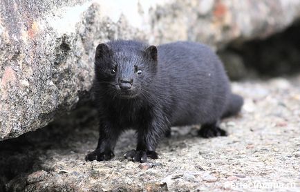 Természetes vagy mesterséges szőr - „A” és „ellen”