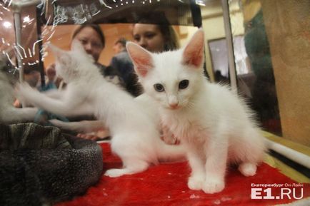 Coada fără precedent pentru foto-raportul pussies de la spectacolul de pisici festive din Ekaterinburg
