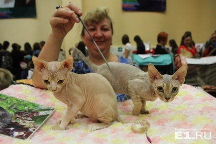 Coada fără precedent pentru foto-raportul pussies de la spectacolul de pisici festive din Ekaterinburg