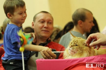 Coada fără precedent pentru foto-raportul pussies de la spectacolul de pisici festive din Ekaterinburg