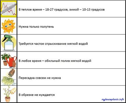 Непентес - мої кімнатні рослини