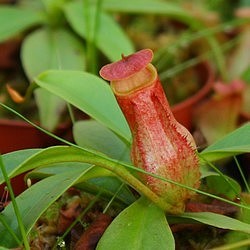 Nepenthes madagascariensis або непентес (насіння)