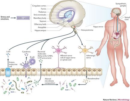 Sistemul nervos al intestinului - un rol în bolile mintale