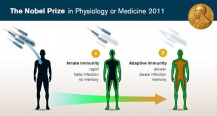 A Nobel-díj fiziológiai vagy orvostudományi 2011 (Medicine) A Fiziológiai és orvostudományi Nobel-díj 2011