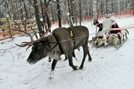 Programele de Anul Nou ale bunicilor din Ural de îngheț