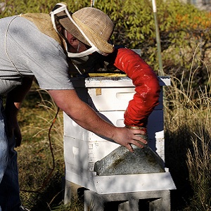 Обробка бджіл від кліща восени дим гарматою, ліками, пластинами
