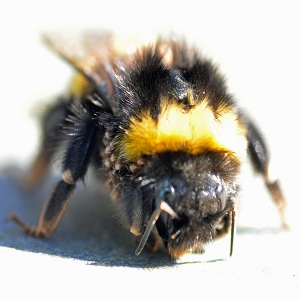 Обробка бджіл від кліща восени дим гарматою, ліками, пластинами