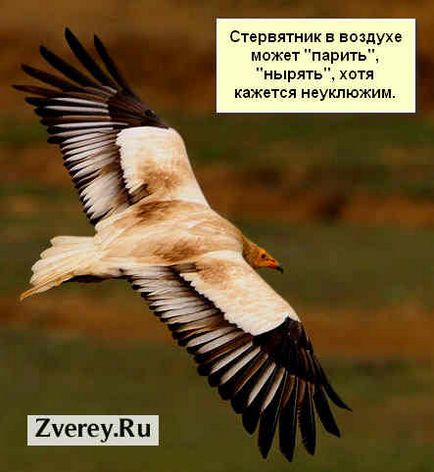 Descrierea generală a unui vultur și a unei fotografii de pasăre