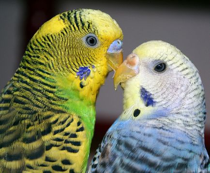 Чи обов'язково потрібні хвилястих папуг пари як підібрати
