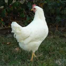 Áttekintés csirkék Leghorn leírása madarak, a tartalom és értékelés (Livorno) Leghorn fajta csirkék leírásához leírása madarak, a tartalom és vélemények