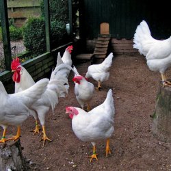 Prezentare generală a descrierii puii de găină de la Lunghorn, conținut și recenzii