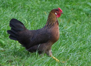 Leghorn fajta csirkék leírásához leírása madarak, a tartalom és vélemények