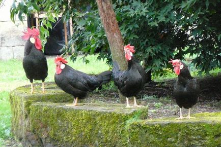 Leghorn fajta csirkék leírásához leírása madarak, a tartalom és vélemények