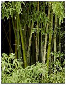 Pătură de demnitate de bambus