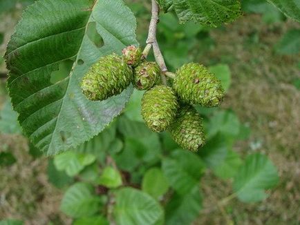 Alder - gyógyító tulajdonságai és alkalmazása - az egészséges