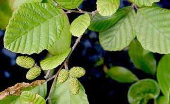 Alder - proprietăți medicinale, aplicație în medicina populară