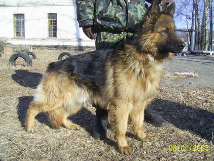 Вони «сидять» на наркотиках і отримують пенсію, або п'ять міфів про поліцейських собак - тварини -