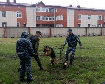 Вони «сидять» на наркотиках і отримують пенсію, або п'ять міфів про поліцейських собак - тварини -