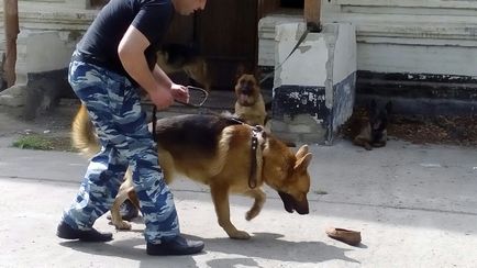 Вони «сидять» на наркотиках і отримують пенсію, або п'ять міфів про поліцейських собак - тварини -